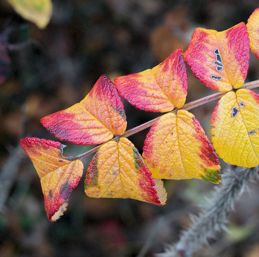 4711 Blatt-SAM_0538-1-Kopie.jpg